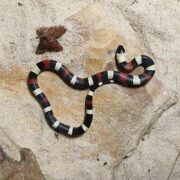 Lampropeltis cambelli 1