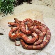 Pantherophis guttatus 1