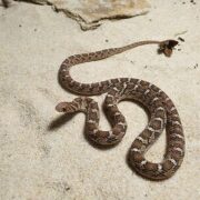 Dasypeltis scabra 1