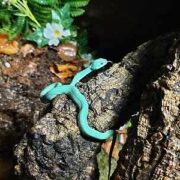 Trimeresurus insularis 1