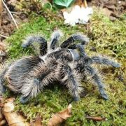 Brachypelma albopilosa 1