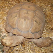 Tortues