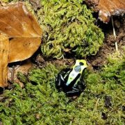 Dendrobates tinctorius green sip