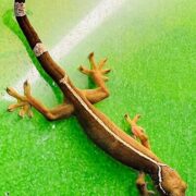 Gecko vittatus 1