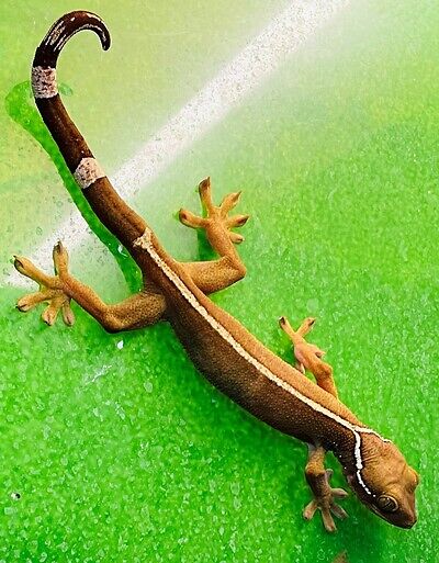Gecko vittatus 1