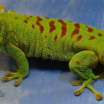 Phelsuma madagascariensis 1