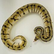 Python regius bumblebee vanille 1