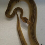 Python regius champagne paradoxe 1