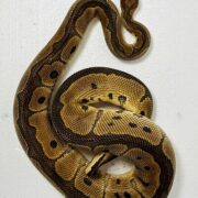 Python regius clown 1