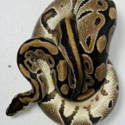 Python regius grand 1