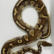 Python regius lesser 1