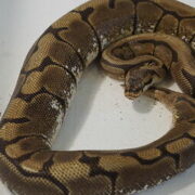 Python regius spider 1