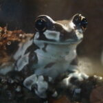 Trachycephalus resinifrictrix