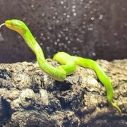 Trimeresurus albolabris 1